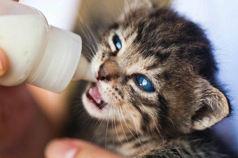 What is the Right Alternative to Kitten Milk